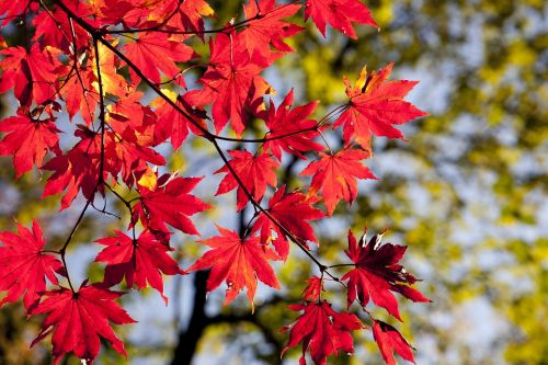 autumn autumn leaves dobong