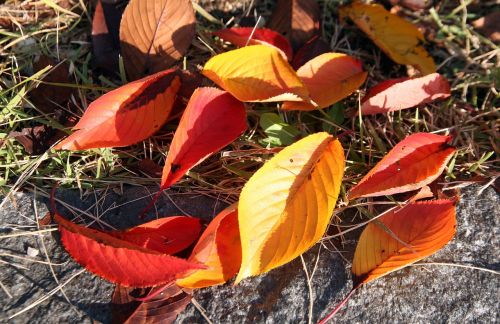 autumn autumn leaves the leaves