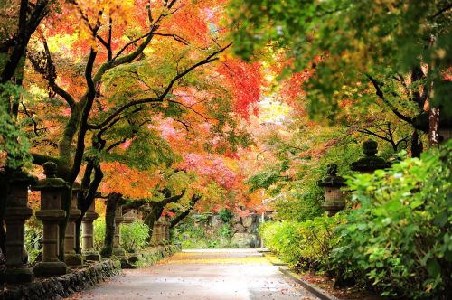 autumn autumnal leaves temple