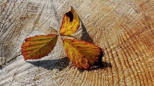 autumn fall foliage herbstimpression