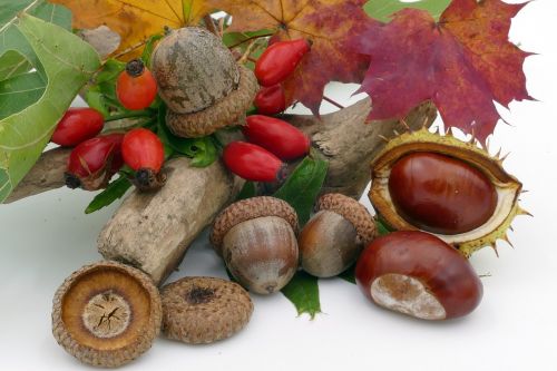 autumn chestnut acorns