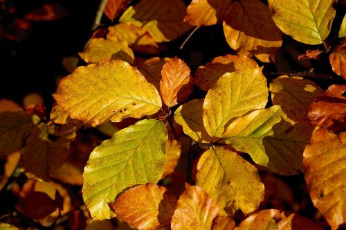 autumn beech leaves leaves