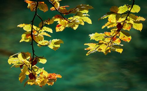 autumn leaves nature