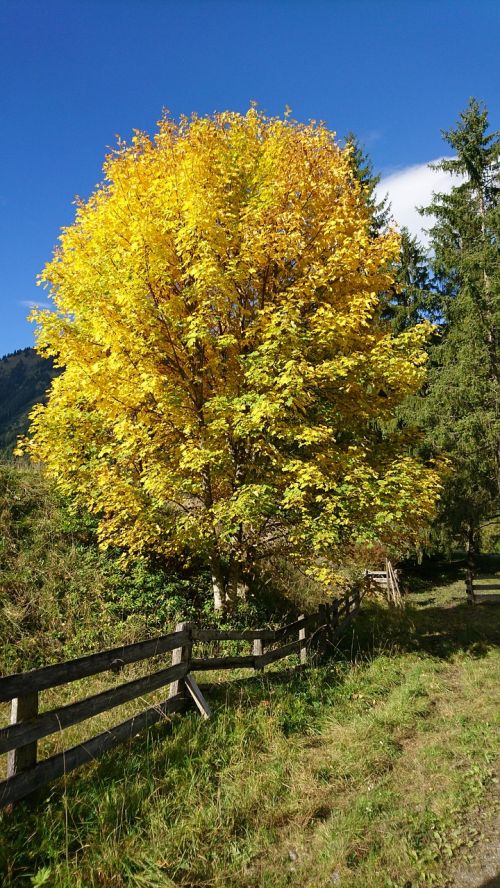autumn tree golden autumn