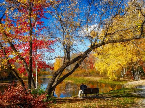 autumn leaves landscape