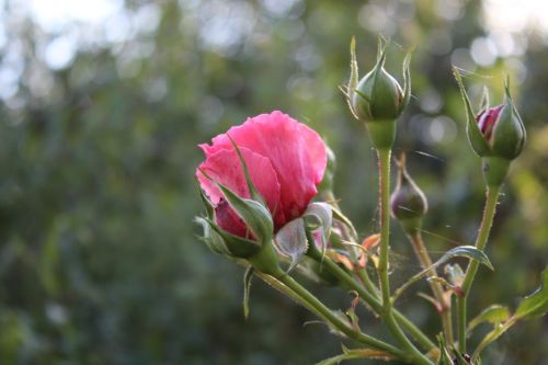 autumn rose flower