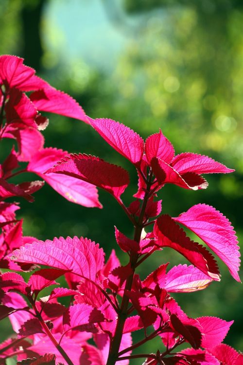 autumn flowers pink