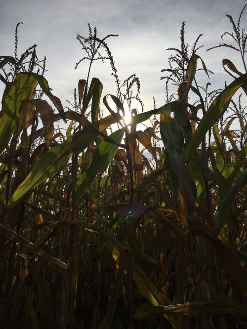 autumn corn corn on the cob