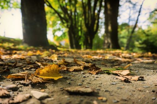 autumn leaves golden autumn