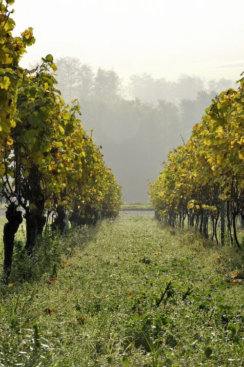 autumn vineyard vine