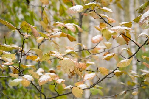 autumn trees forest