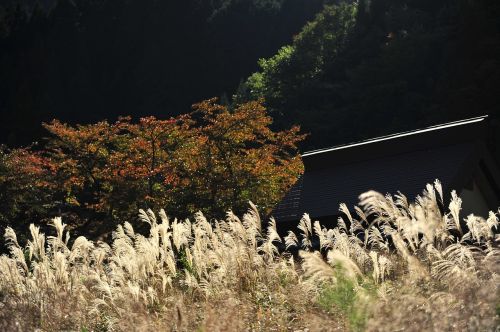 autumn japanese silver grass by the river