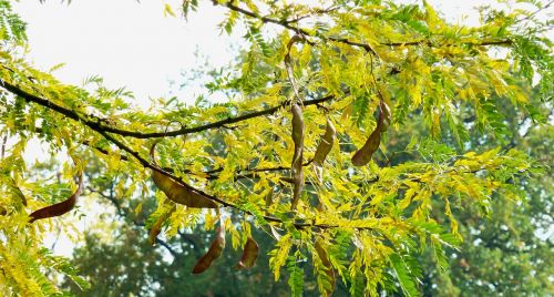 autumn leaves colorful leaves