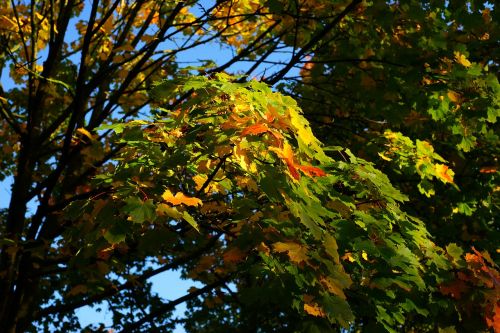 autumn trees leaves