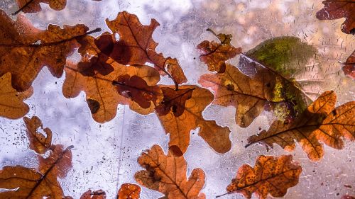 autumn tree leaves