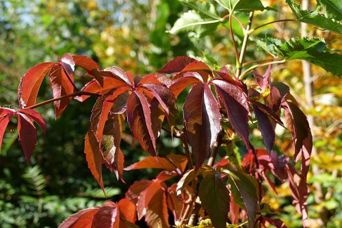 autumn leaves red