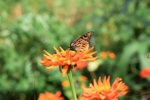 autumn butterfly flower