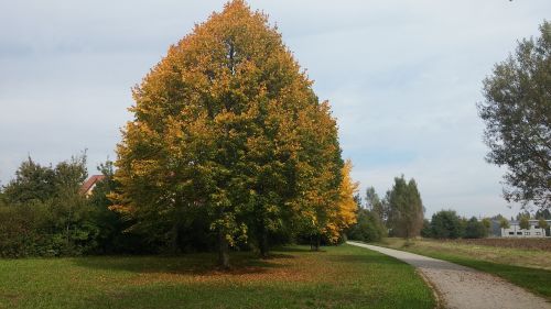 autumn tree away