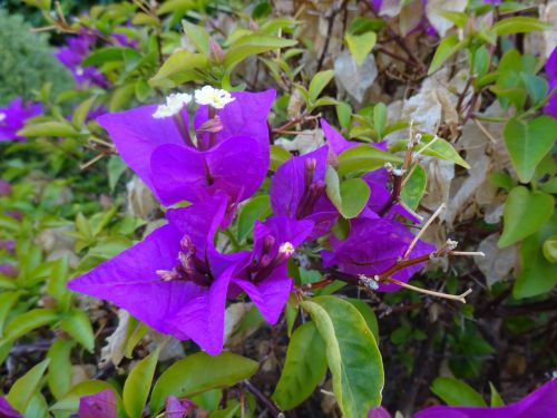 autumn flower purple flower