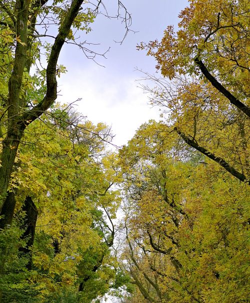 autumn tree yellow