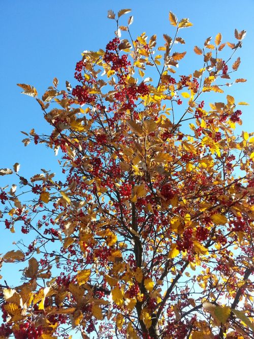 autumn rowan red berries