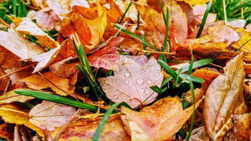 autumn foliage autumn colors