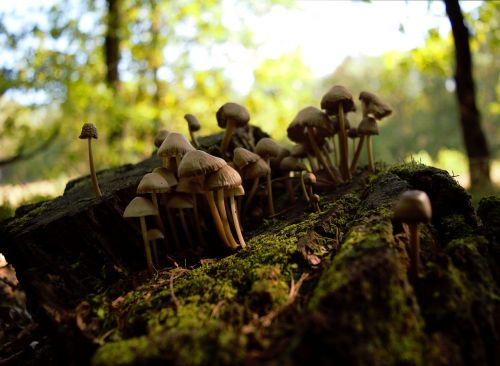 autumn mushrooms stump