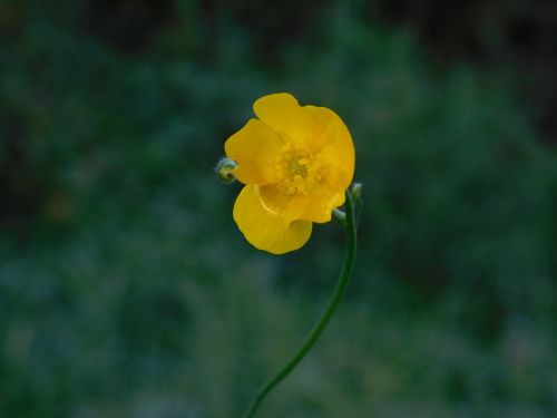 autumn flower nature