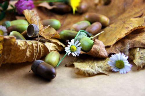 autumn leaves acorns