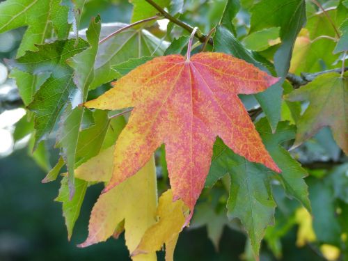autumn color leaves