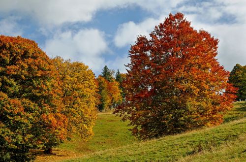 autumn autumn forest trees