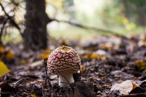 autumn nature mushroom