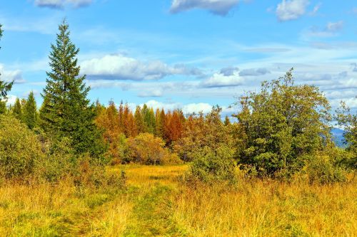 autumn forest road