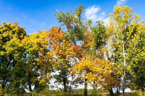 autumn color road