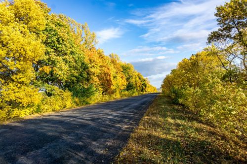 autumn color road