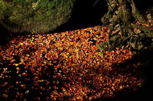 autumn foliage nature