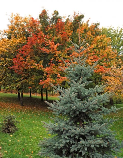 autumn tree colorful leaves