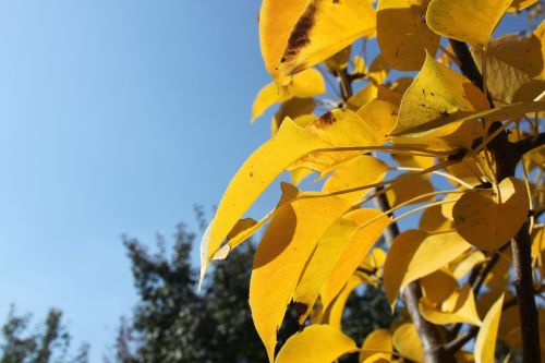 autumn leaves golden autumn