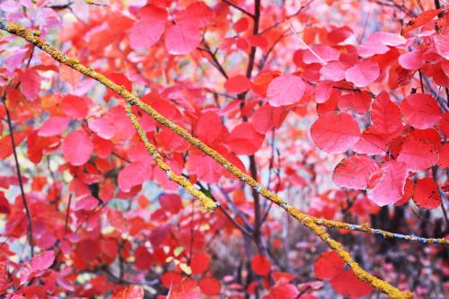 autumn leaves autumn leaves