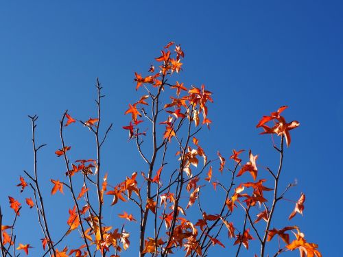 autumn sky leaves