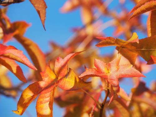 autumn leaves gold