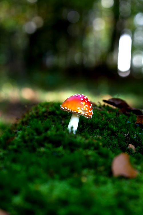 autumn forest mushroom