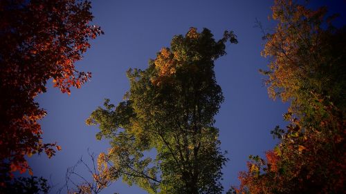 autumn tree nature