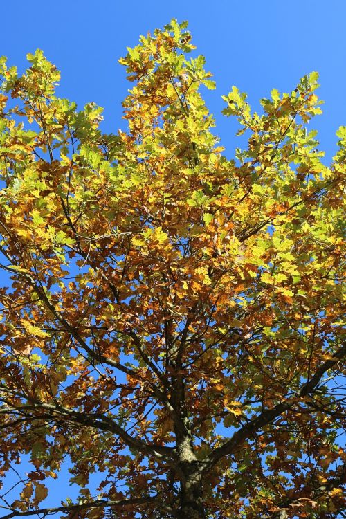 autumn tree golden autumn