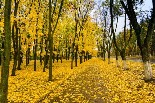 autumn paint forest