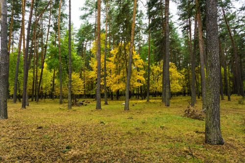 autumn paint forest