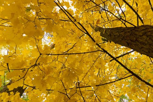 autumn paint forest