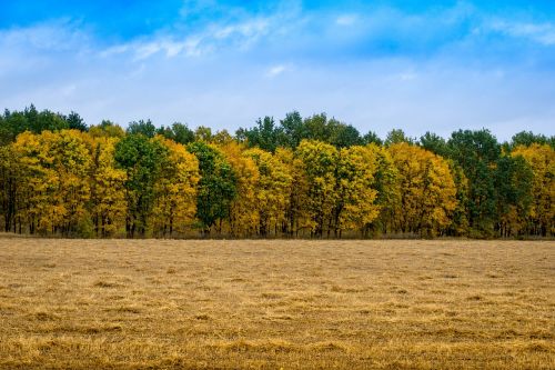 autumn paint forest