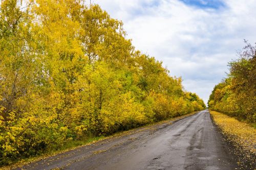 autumn paint forest