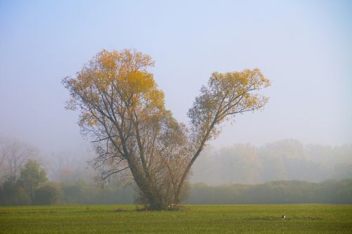 autumn fog tree